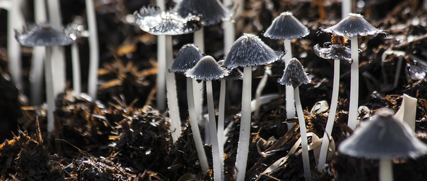 Dai funghi il nuovo materiale fonoassorbente ecologico 